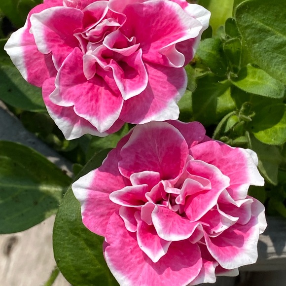 Meet the Posher - Picture 5 of 6